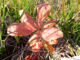 Trientalis europaea. Растение в осенней окраске. Кольский п-ов, Восточный Мурман, Дальние Зеленцы, берег губы Дальнезеленецкая. 17.09.2012.