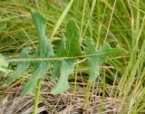 Lactuca tuberosa