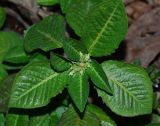 Euphorbia heterophylla