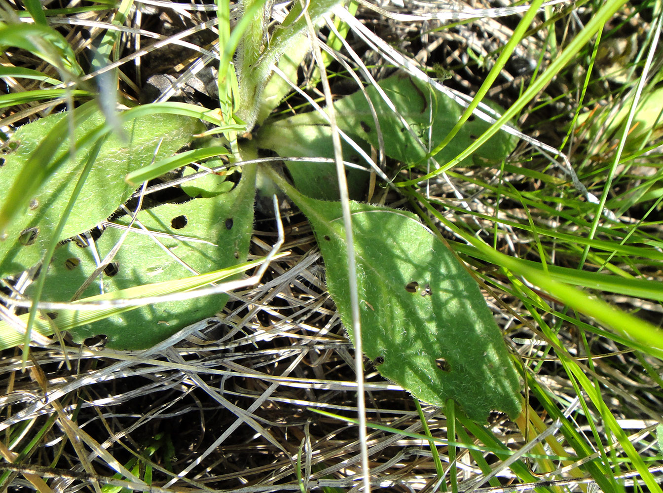 Изображение особи Tephroseris porphyrantha.