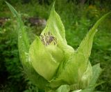 Cirsium oleraceum