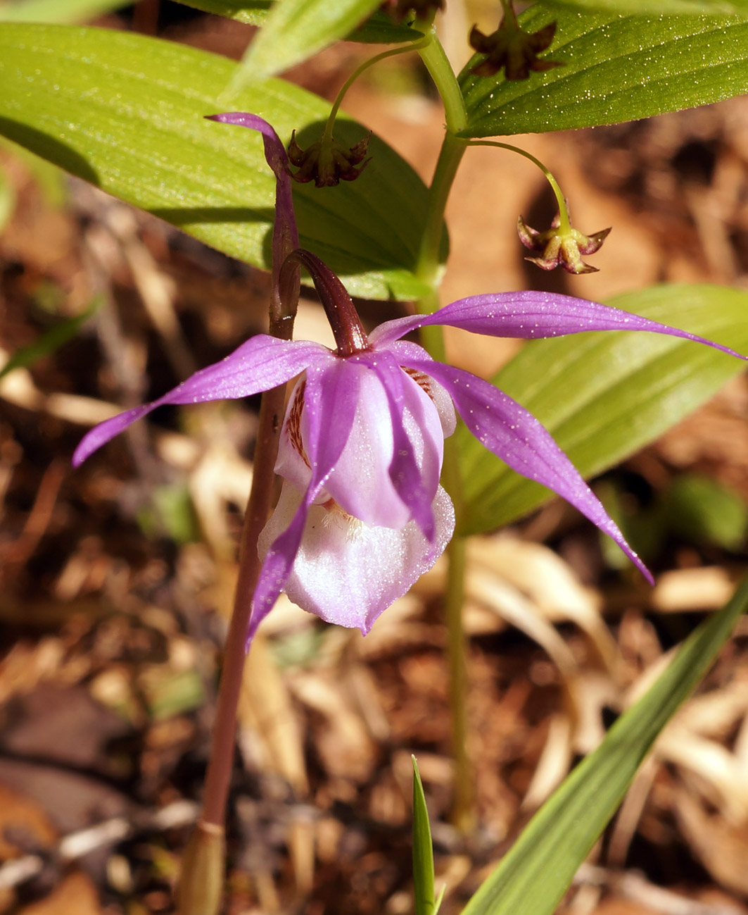 Изображение особи Calypso bulbosa.