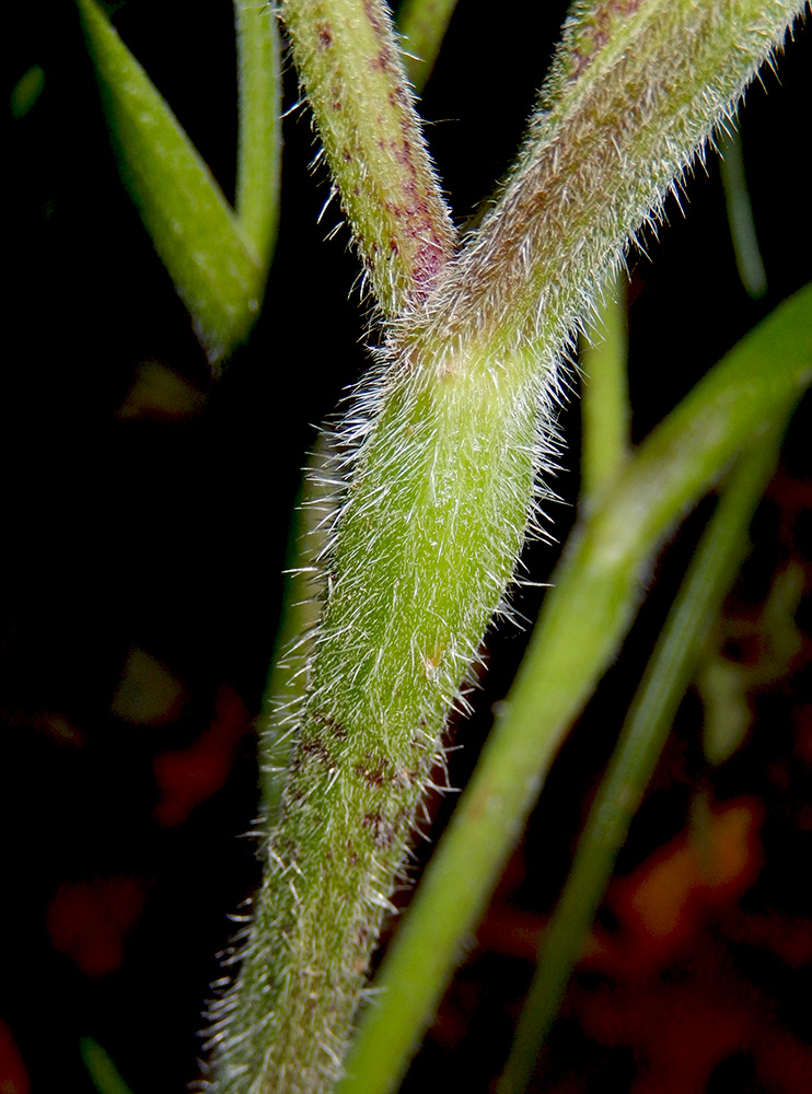 Изображение особи Chaerophyllum temulum.