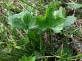 Ranunculus japonicus