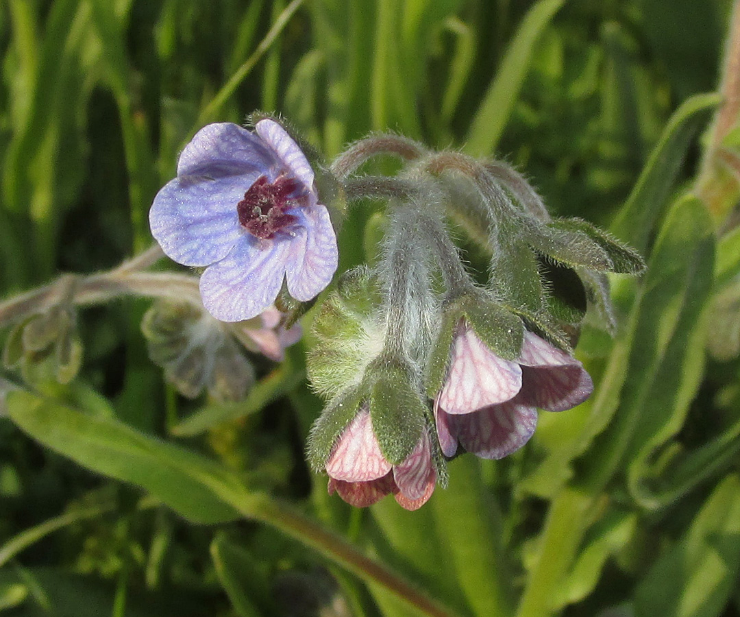 Изображение особи Cynoglossum creticum.