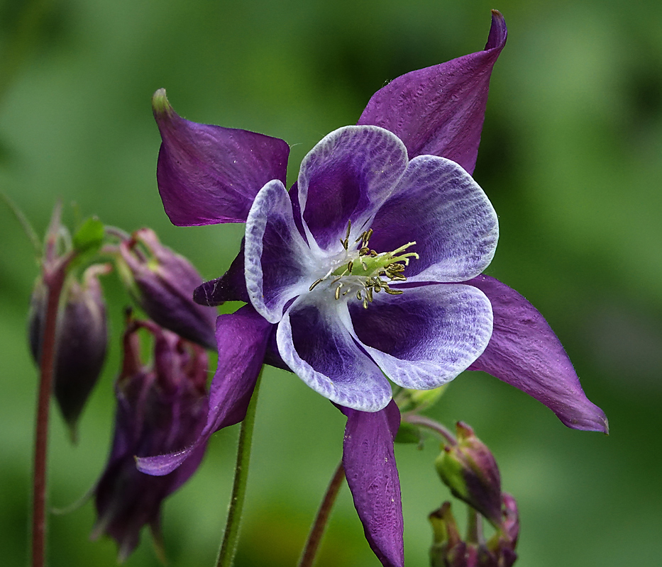 Изображение особи Aquilegia vulgaris.