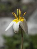 Tulipa turkestanica. Цветок (видно опушение тычиночных нитей). Мурманск, МАГУ, в культуре на клумбе. 15.06.2017.