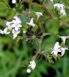 Valeriana officinalis. Цветки и плоды. Московская обл., городской округ Балашиха, окр. дер. Чёрное, луг у ж.-д. платформы Заря. 17.07.2017.