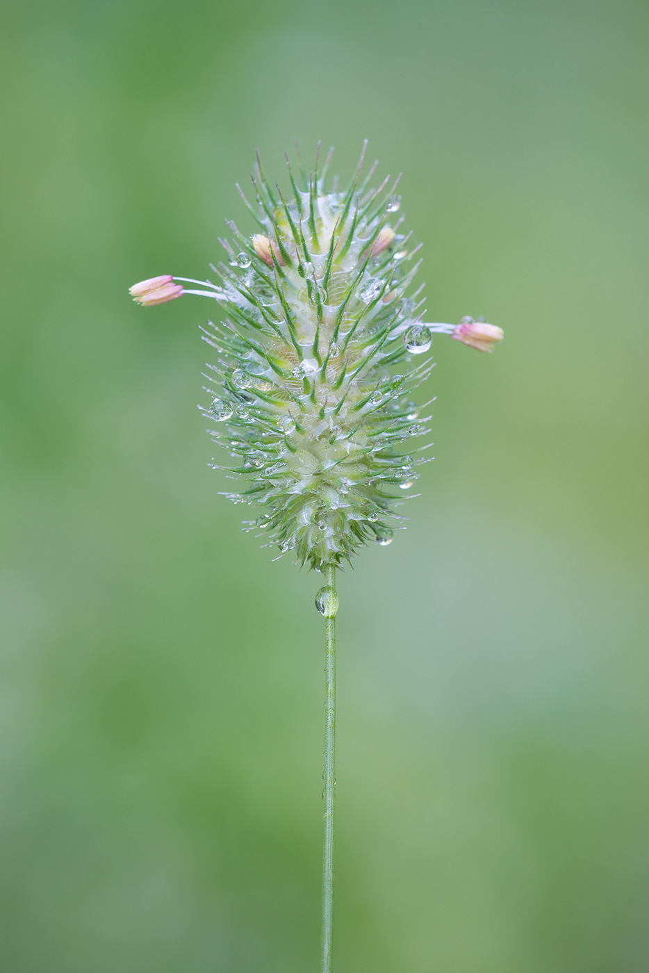 Изображение особи Phleum pratense.