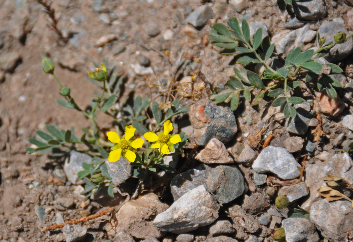 Изображение особи Potentilla orientalis.