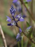 Polygala amarella