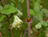 Lonicera edulis