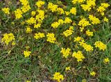 Draba sibirica