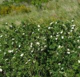 Rosa spinosissima