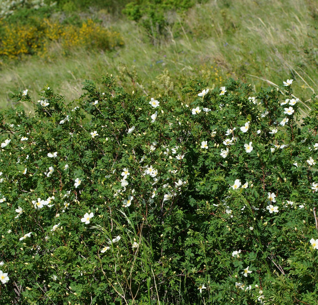 Изображение особи Rosa spinosissima.