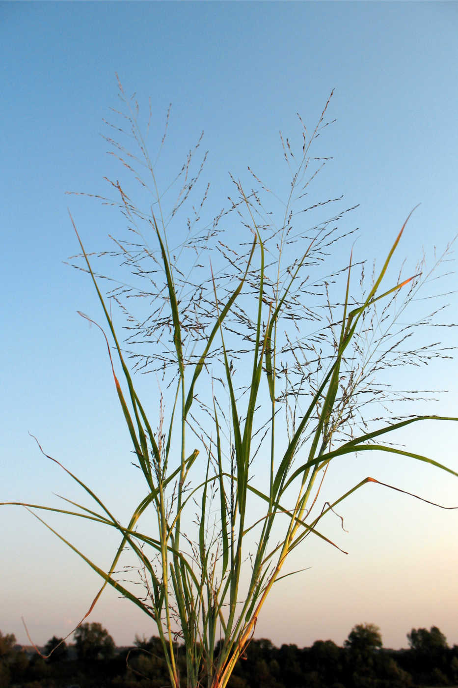 Изображение особи род Eragrostis.