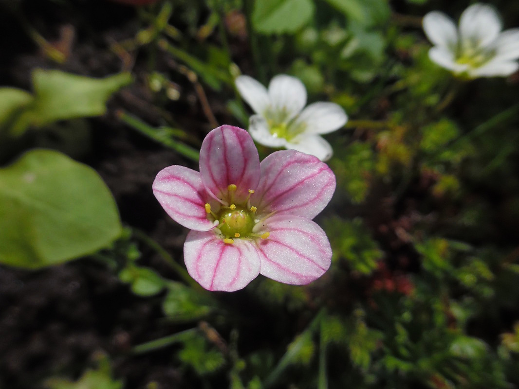 Изображение особи Saxifraga &times; arendsii.