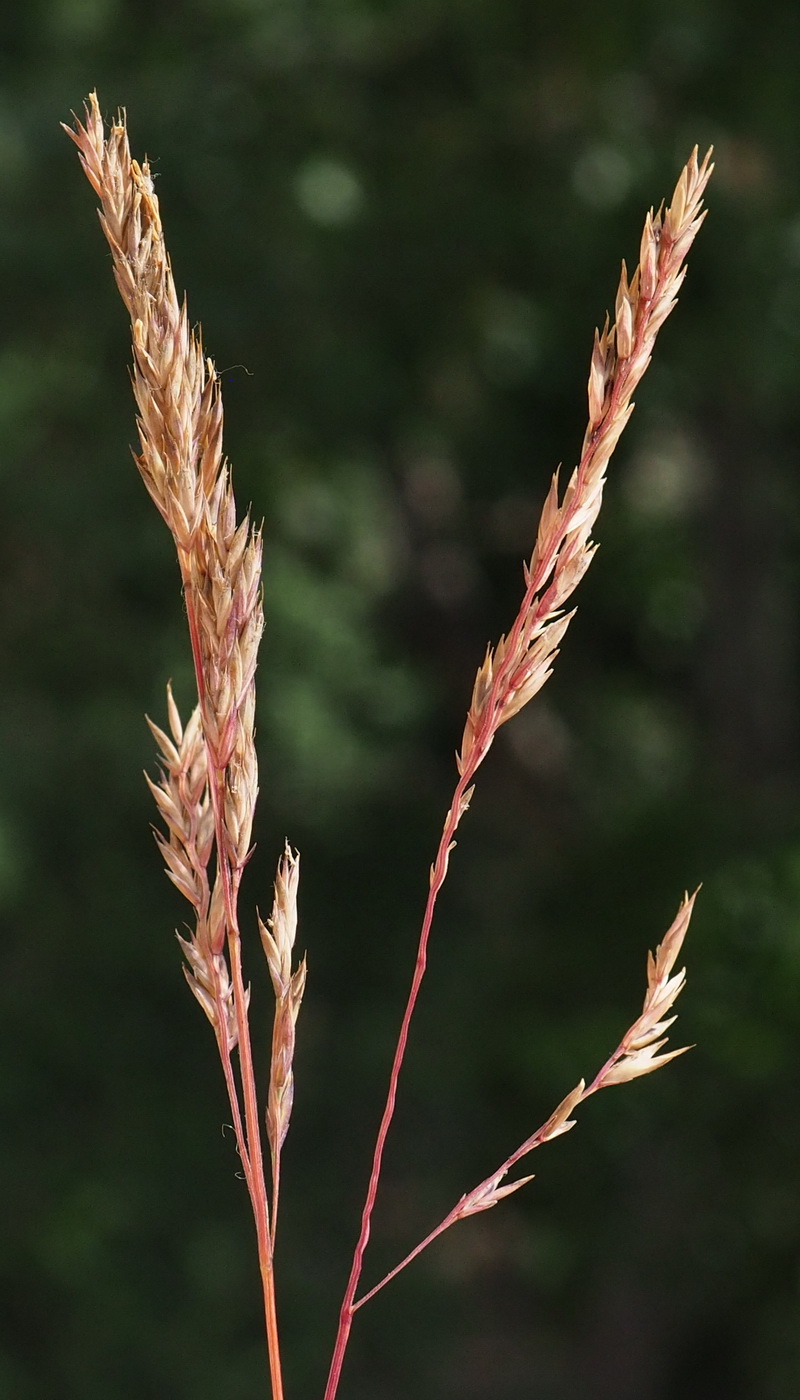 Изображение особи Festuca mollissima.