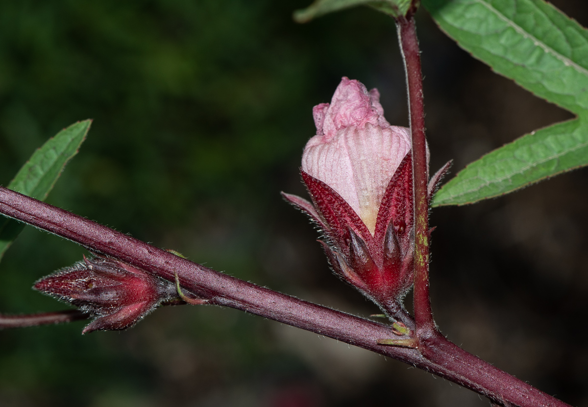 Изображение особи Hibiscus sabdariffa.