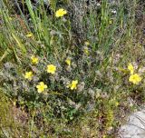 Helianthemum obtusifolium