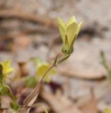 Campanula sulphurea. Верхушка побега с цветком. Израиль, Шарон, г. Герцлия, обочина тротуара. 30.04.2019.