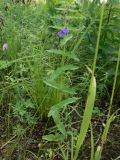 Scutellaria galericulata