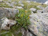 Senecio taraxacifolius