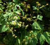 Potentilla elatior. Верхушка побега с цветками и незрелыми плодами. Карачаево-Черкесия, Домбай, долина р. Птыш. 03.09.2019.