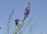 Veronica linariifolia