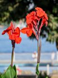 Canna indica