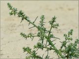 Salsola tragus. Веточка. Чувашия, г. Шумерля, берег р. Сура в районе городского пляжа. 29 августа 2011 г.