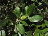 Quercus ilex. Верхушка побега с жёлудем. Испания, Каталония, провинция Girona, Costa Brava, окрестности населённого пункта Sant Feliu de Guíxols. 26 октября 2008 г.