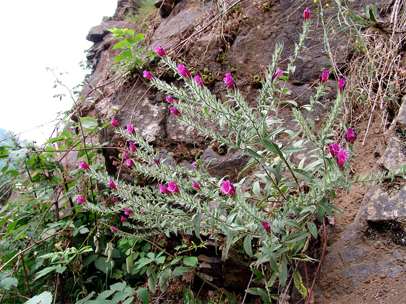 Изображение особи Echium amoenum.