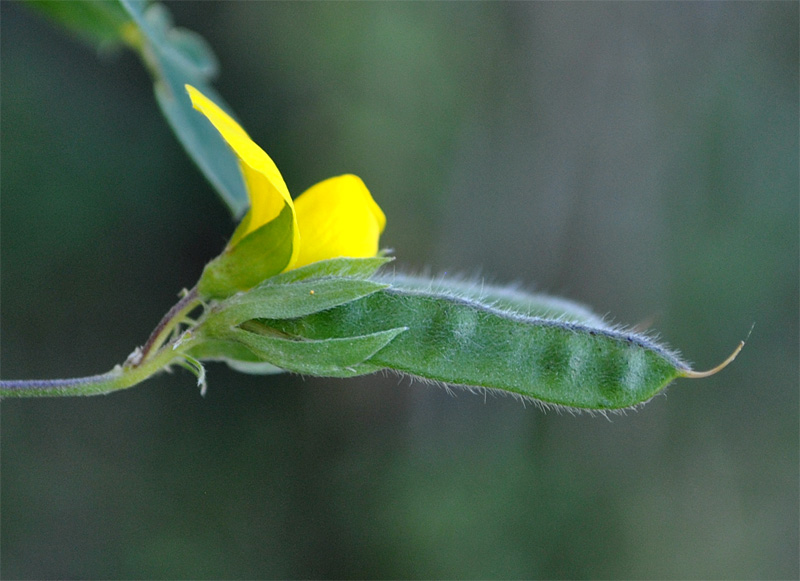 Изображение особи Argyrolobium biebersteinii.