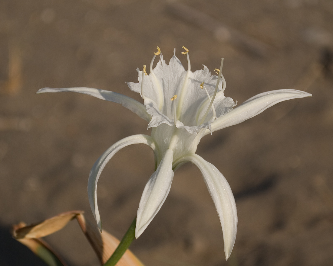 Изображение особи Pancratium maritimum.