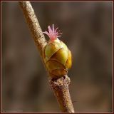 Corylus avellana. Женская цветочная почка после опыления. Чувашия, окр. г. Шумерля, песчаная дорога на Водозабор. 25 апреля 2009 г.