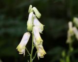 Aconitum umbrosum