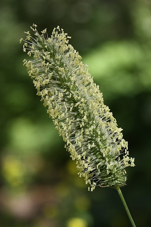 Изображение особи Phleum pratense.