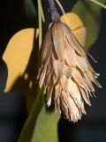 Liriodendron tulipifera