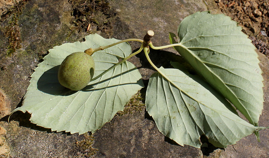 Изображение особи Davidia involucrata var. vilmoriniana.