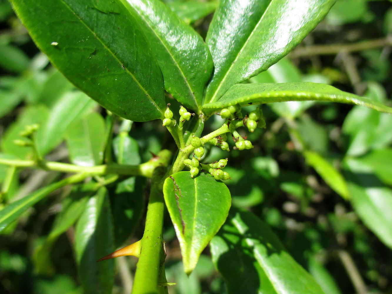 Изображение особи Zanthoxylum alatum.