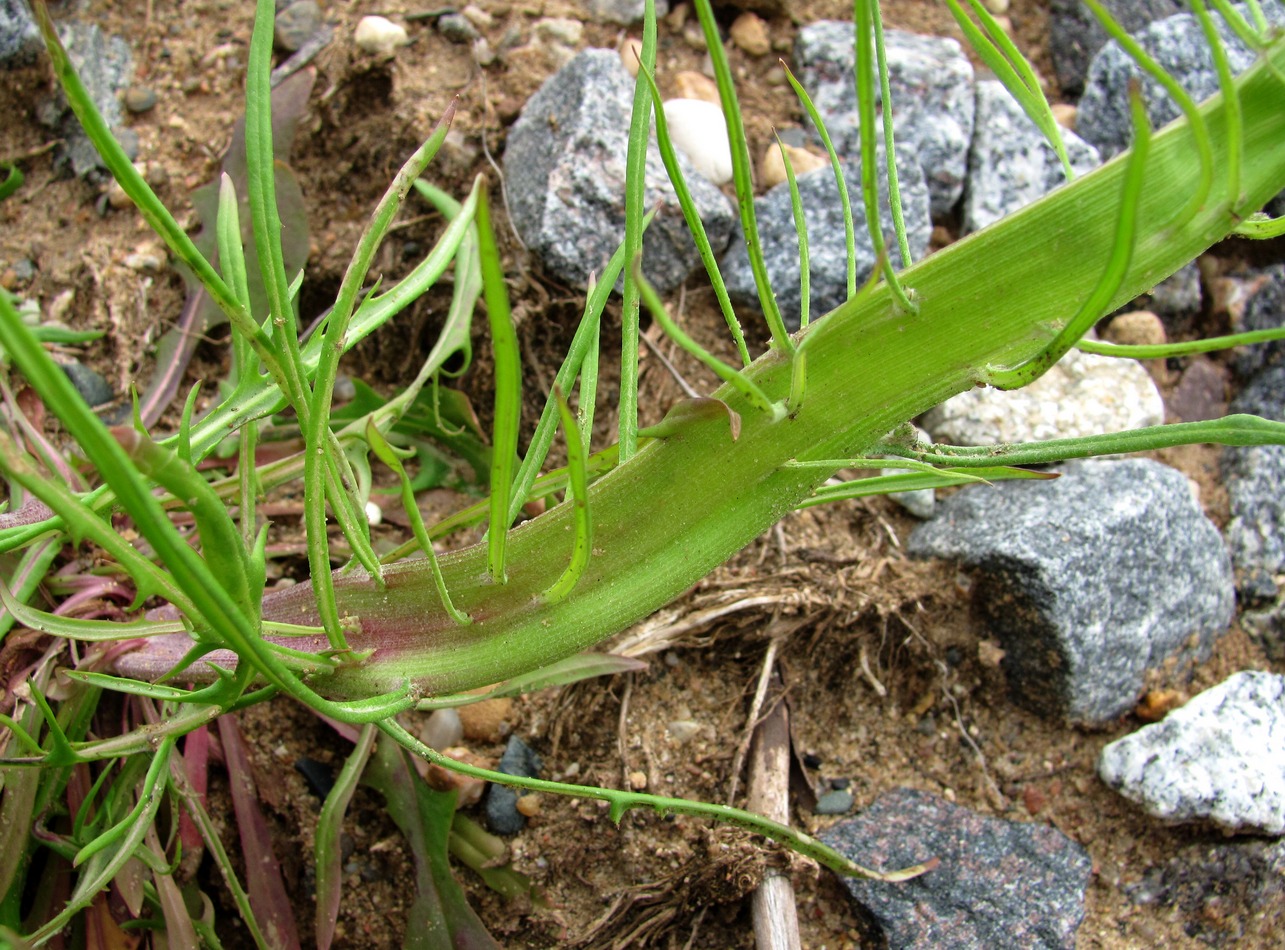 Изображение особи Crepis tectorum.