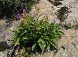 Solidago subspecies caucasica