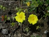 Potentilla vulcanicola