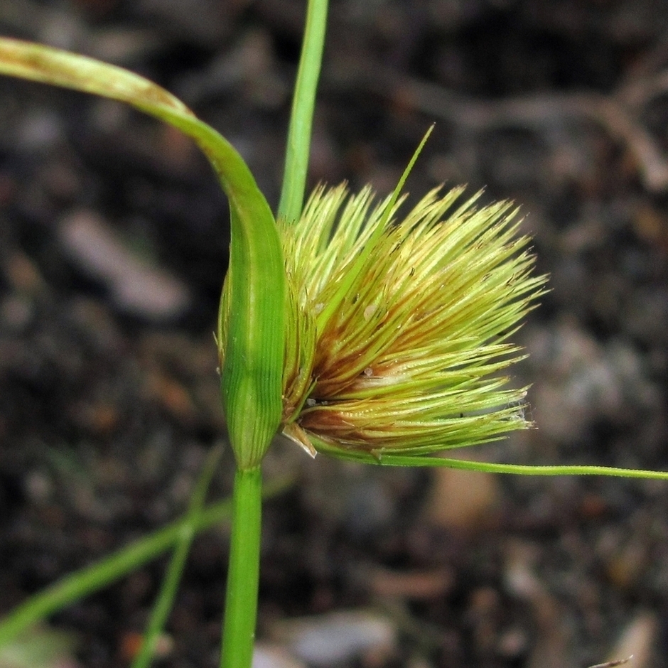 Изображение особи Carex bohemica.