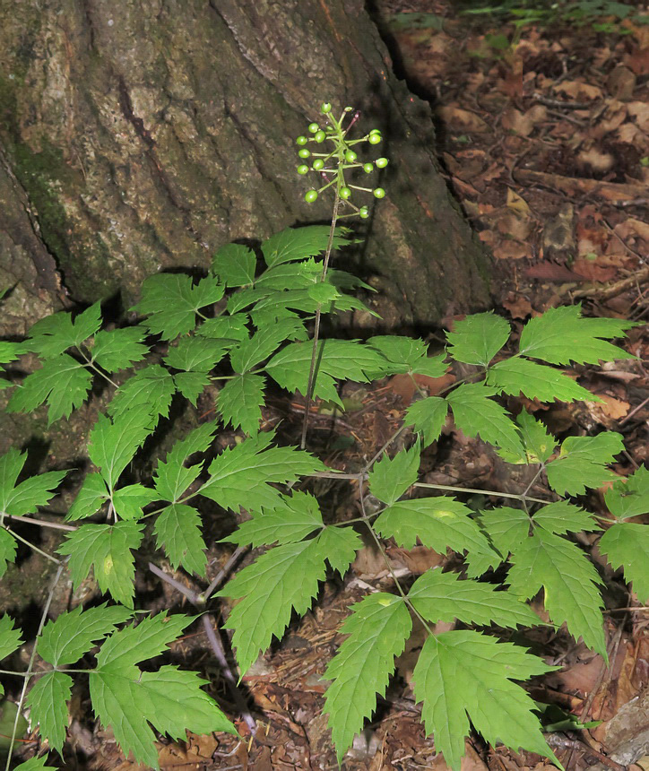 Image of Actaea asiatica specimen.