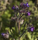 Anchusa azurea