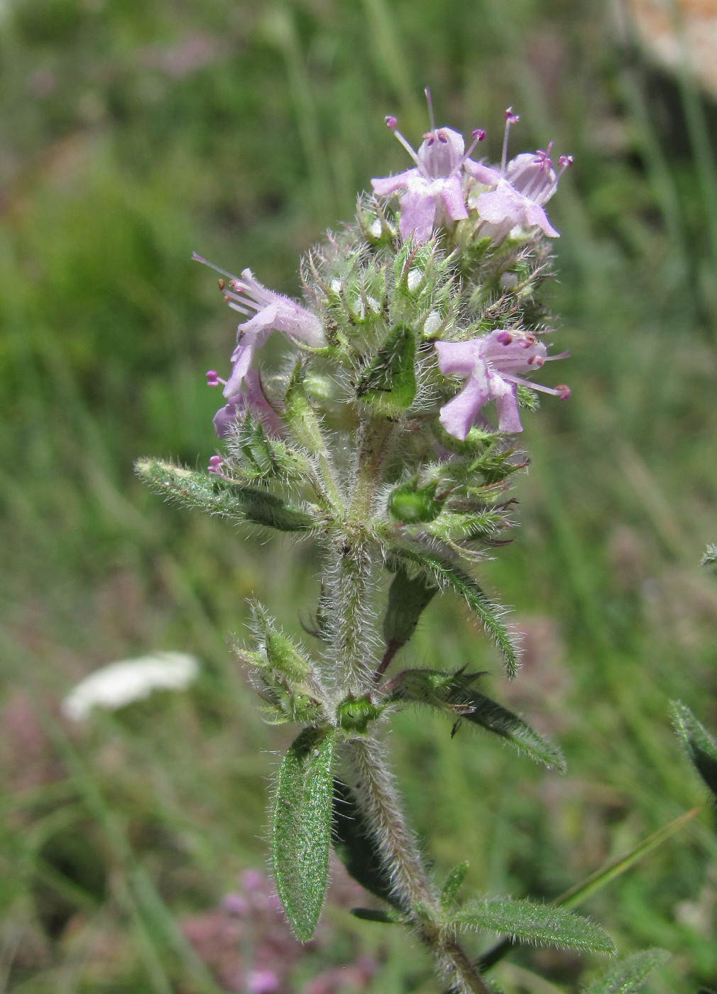 Изображение особи Thymus elisabethae.