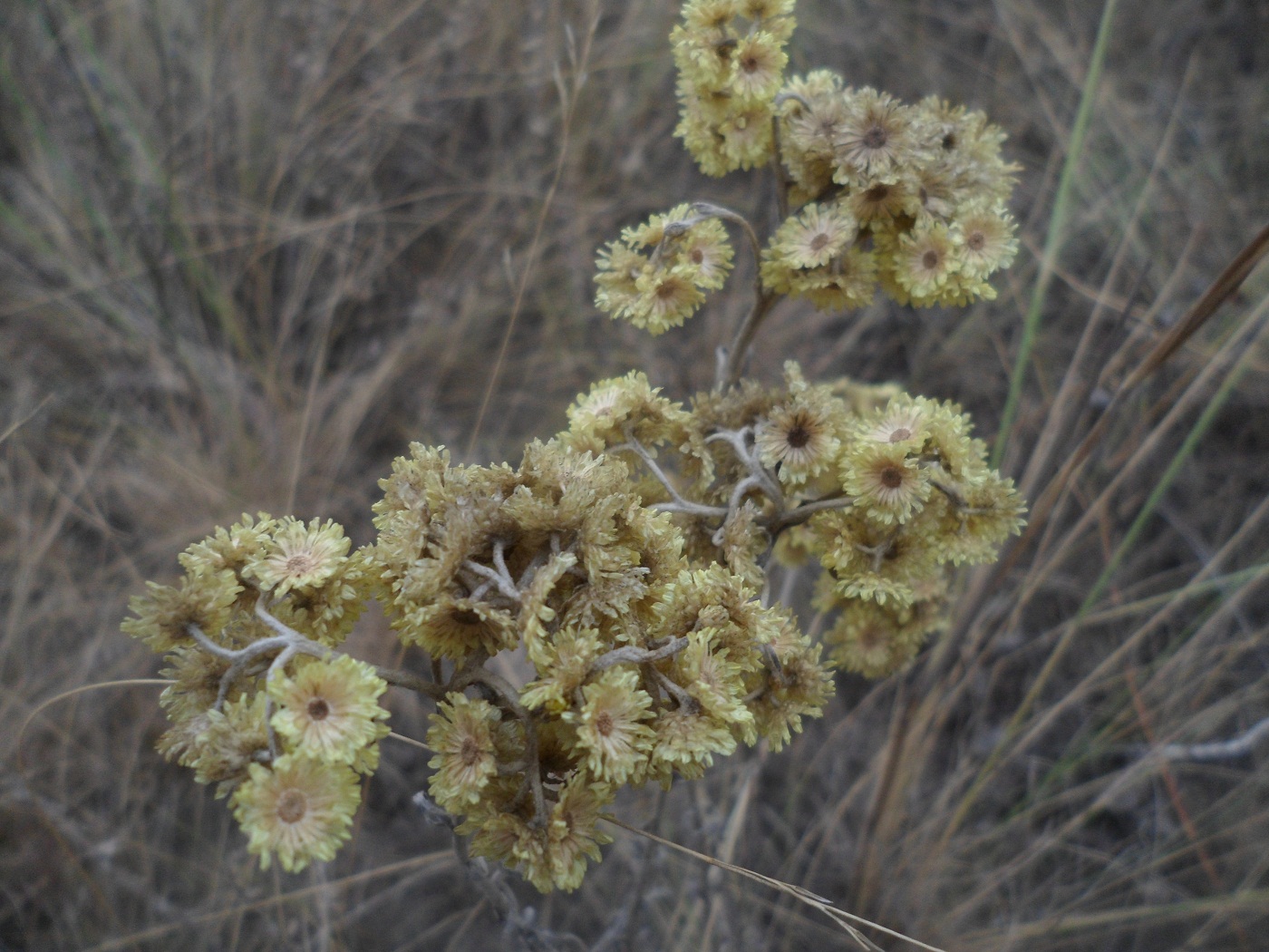 Изображение особи Helichrysum arenarium.