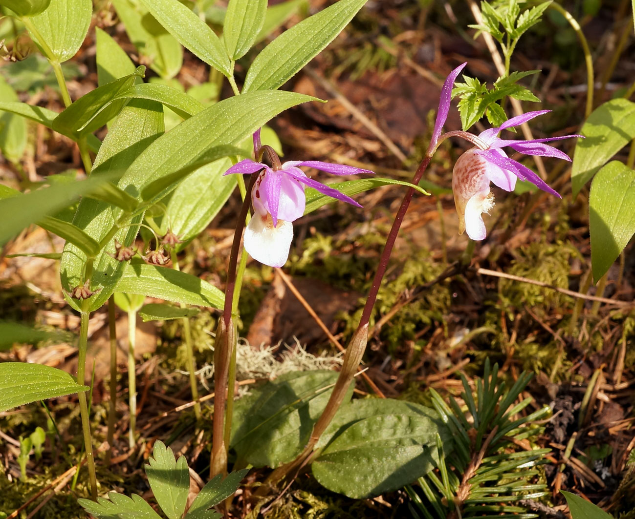 Изображение особи Calypso bulbosa.